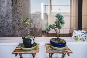 建築写真撮影　竣工写真撮影　建築カメラマン 建築写真きれい　病院の綺麗な写真　建築カメラマン 神奈川　東京　千葉　埼玉　竣工写真　個人宅撮影　別荘、新築個人宅　新築住宅などの個人宅の建築写真　建築写真家　建築写真きれい　個人宅の撮影　建築　画像リタッチ　電線消し画像処理　別荘の外観写真　建築出張カメラマン　川崎　横浜　戸建ての外観写真撮影　盆栽